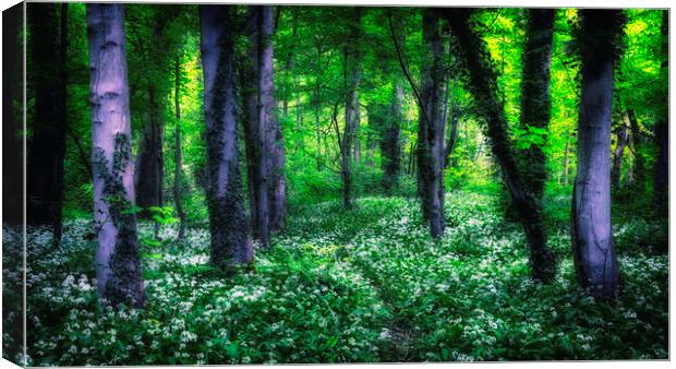 The woods Canvas Print by Kevin Elias