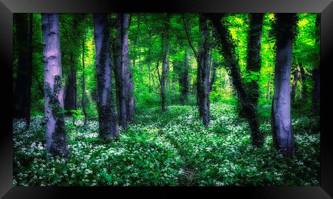 The woods Framed Print by Kevin Elias