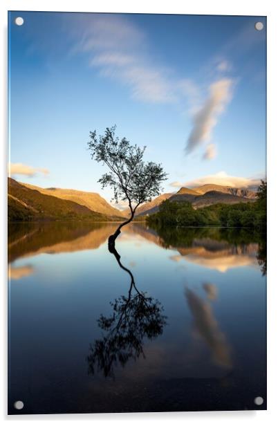 Evening at The Lone Tree, Llyn Padarn. Acrylic by Alan Le Bon