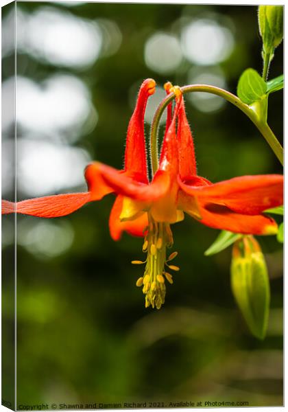 Red Columbine Aquilegia Canademsis Canvas Print by Shawna and Damien Richard