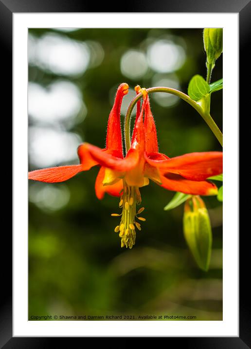 Red Columbine Aquilegia Canademsis Framed Mounted Print by Shawna and Damien Richard