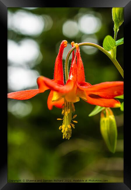 Red Columbine Aquilegia Canademsis Framed Print by Shawna and Damien Richard