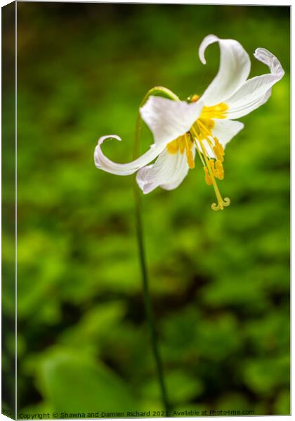 Oregon Fawn Lilly Canvas Print by Shawna and Damien Richard