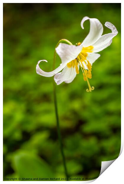 Oregon Fawn Lilly Print by Shawna and Damien Richard