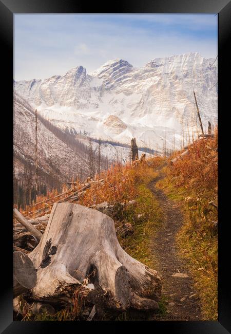 The Floe Lake Trail in Fall Framed Print by Shawna and Damien Richard