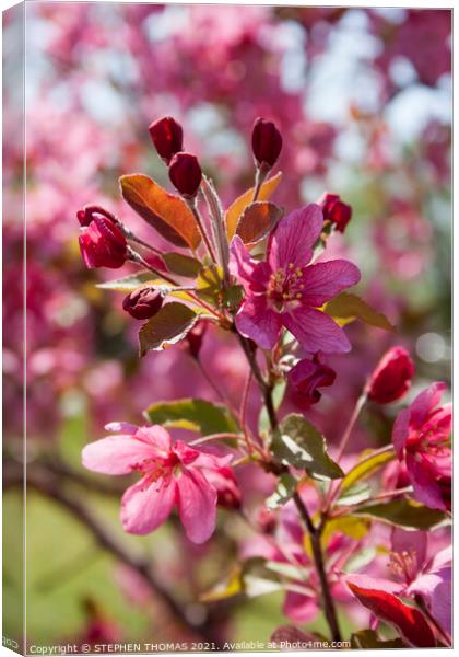 Red Crabapple Blossoms Canvas Print by STEPHEN THOMAS