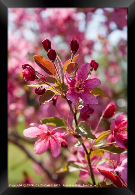 Red Crabapple Blossoms Framed Print by STEPHEN THOMAS