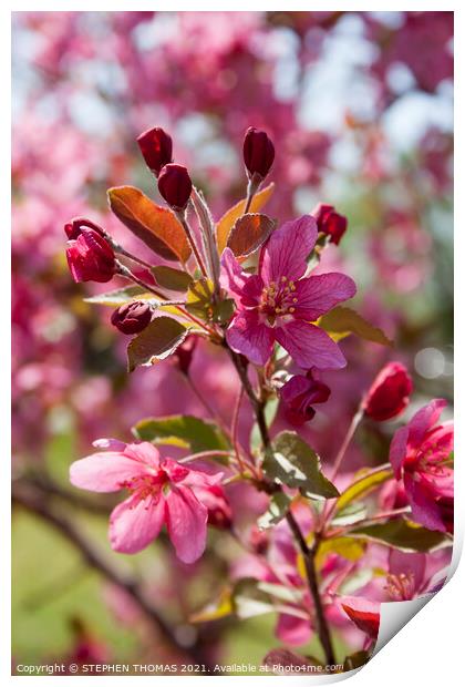 Red Crabapple Blossoms Print by STEPHEN THOMAS