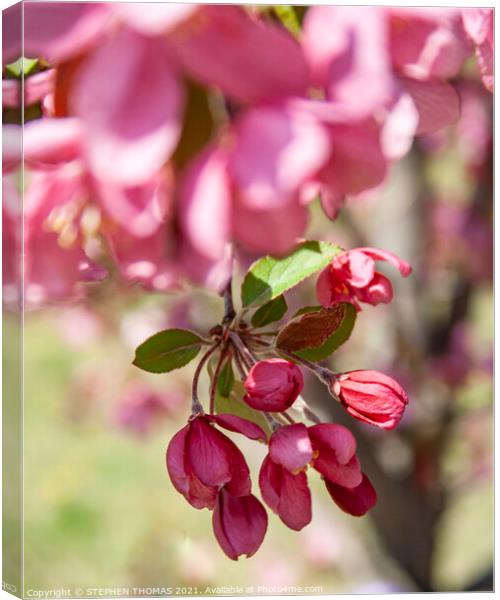 Red Crabapple blossom hanging down  Canvas Print by STEPHEN THOMAS