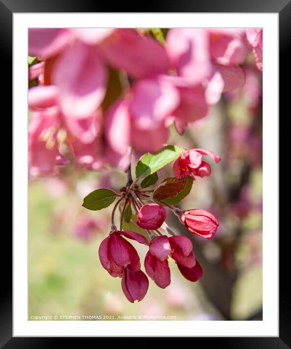 Red Crabapple blossom hanging down  Framed Mounted Print by STEPHEN THOMAS