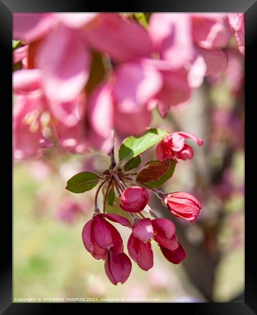 Red Crabapple blossom hanging down  Framed Print by STEPHEN THOMAS
