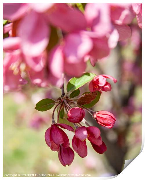 Red Crabapple blossom hanging down  Print by STEPHEN THOMAS