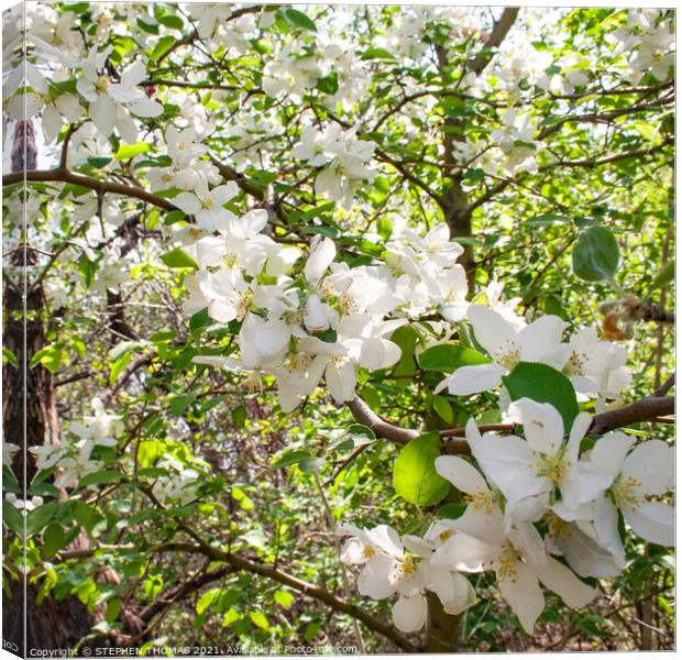 Blooming Crabapple Tree Canvas Print by STEPHEN THOMAS