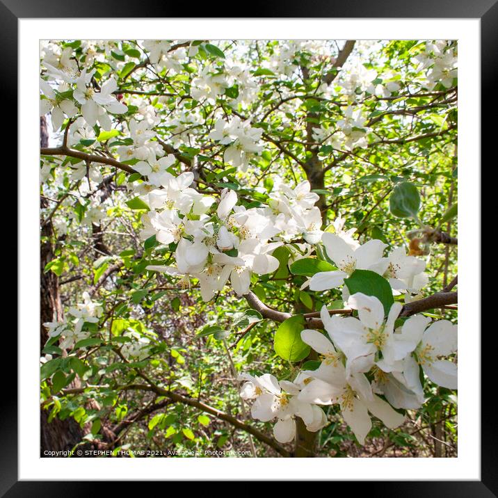 Blooming Crabapple Tree Framed Mounted Print by STEPHEN THOMAS