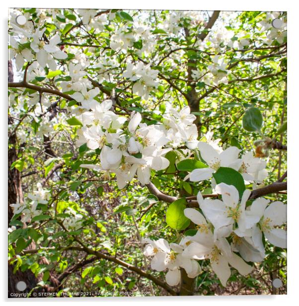Blooming Crabapple Tree Acrylic by STEPHEN THOMAS