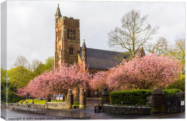 Cherry blossom at Moffat Canvas Print by Keith Douglas