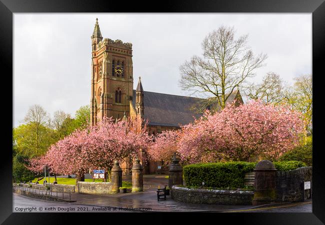 Cherry blossom at Moffat Framed Print by Keith Douglas