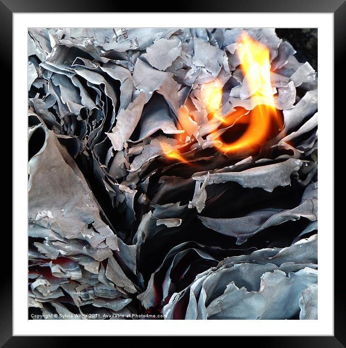 Fire Flower Framed Mounted Print by Sylvia White