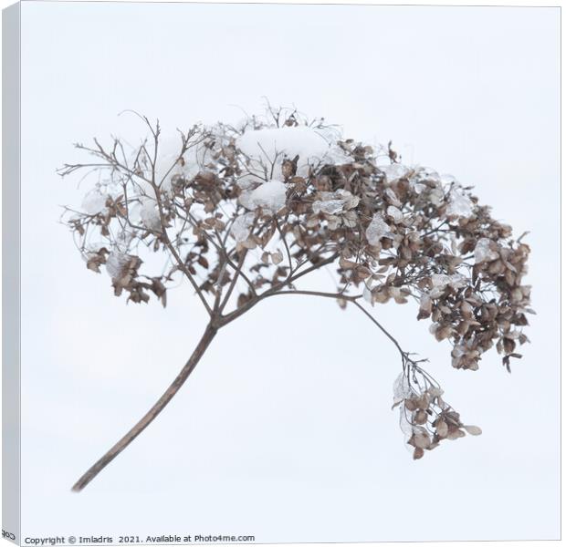 Dried Flowerhead Winter Highkey Canvas Print by Imladris 
