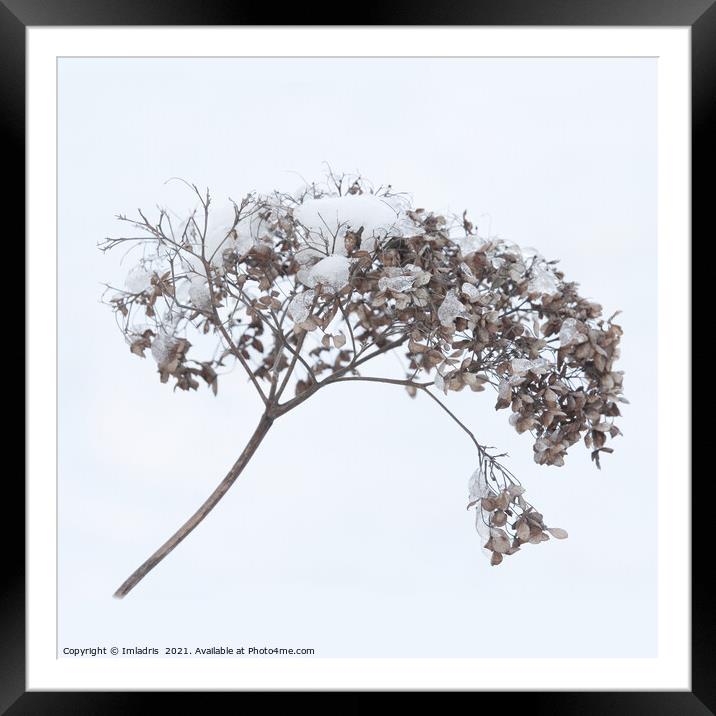 Dried Flowerhead Winter Highkey Framed Mounted Print by Imladris 