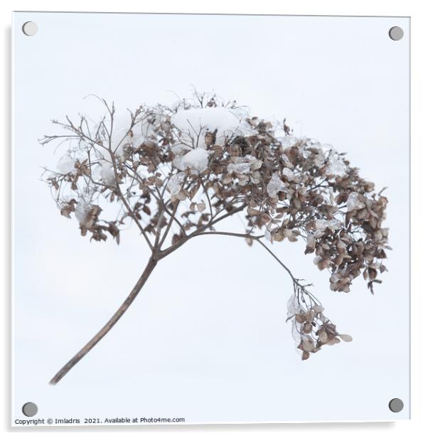 Dried Flowerhead Winter Highkey Acrylic by Imladris 