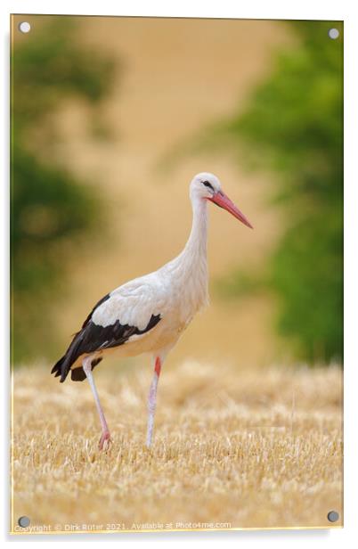 White Stork (Ciconia ciconia) Acrylic by Dirk Rüter