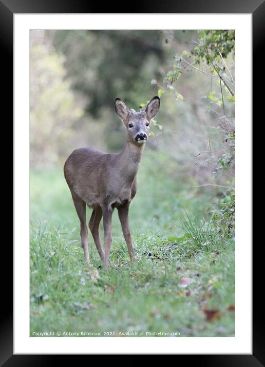 Portrait of a roe deer Framed Mounted Print by Antony Robinson