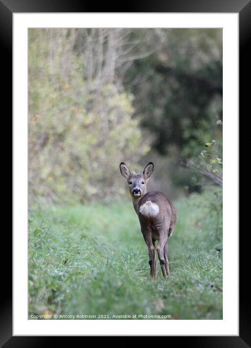 Portrait of a roe deer Framed Mounted Print by Antony Robinson