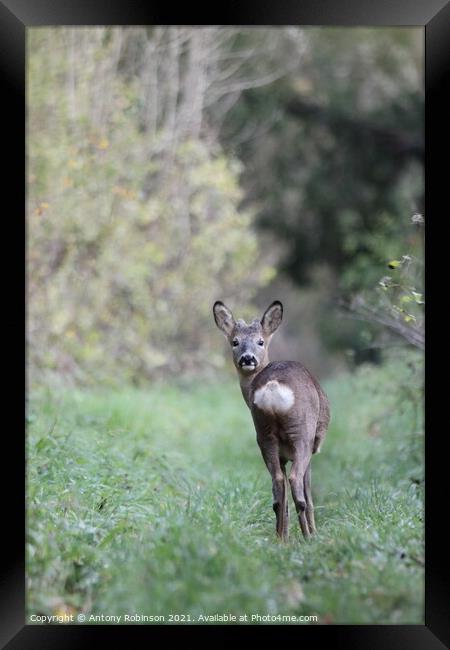 Portrait of a roe deer Framed Print by Antony Robinson