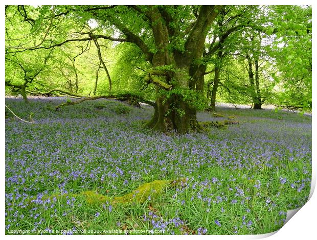 Bluebell woods Print by yvonne & paul carroll