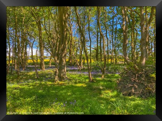 Rapeseed field behind bluebell woods Framed Print by yvonne & paul carroll