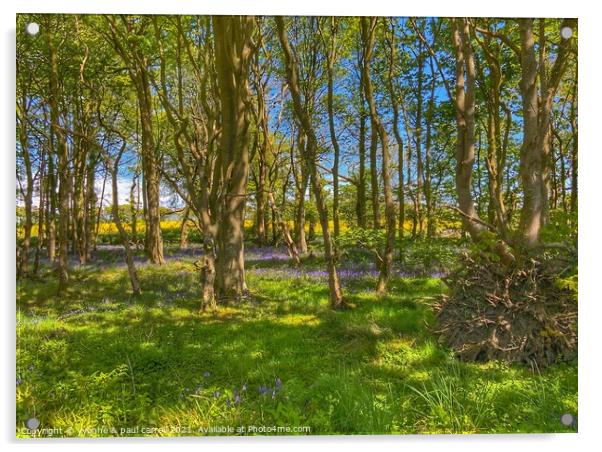 Rapeseed field behind bluebell woods Acrylic by yvonne & paul carroll