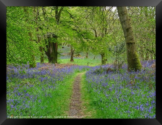 Beautiful bluebell woods in Scotland Framed Print by yvonne & paul carroll