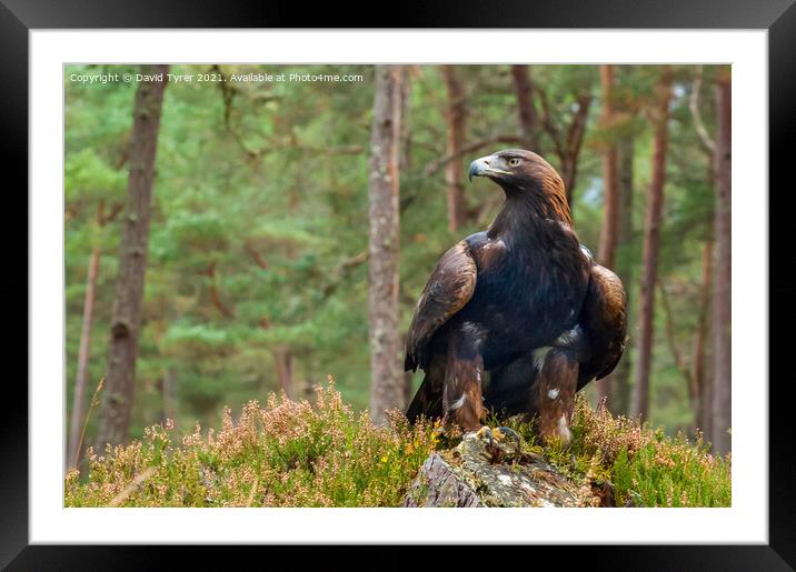 Resplendent Golden Eagle in Highland Heather Framed Mounted Print by David Tyrer