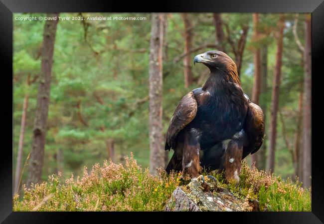 Resplendent Golden Eagle in Highland Heather Framed Print by David Tyrer