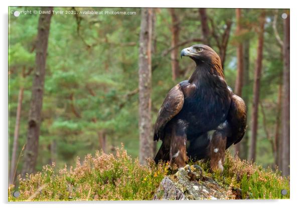 Resplendent Golden Eagle in Highland Heather Acrylic by David Tyrer