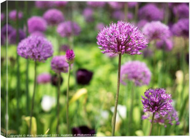 Alliums in The Peace Gardens in Sheffield Canvas Print by Mark Sunderland