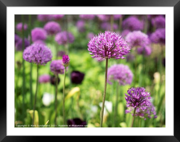 Alliums in The Peace Gardens in Sheffield Framed Mounted Print by Mark Sunderland