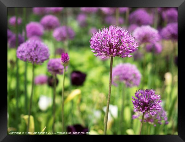 Alliums in The Peace Gardens in Sheffield Framed Print by Mark Sunderland