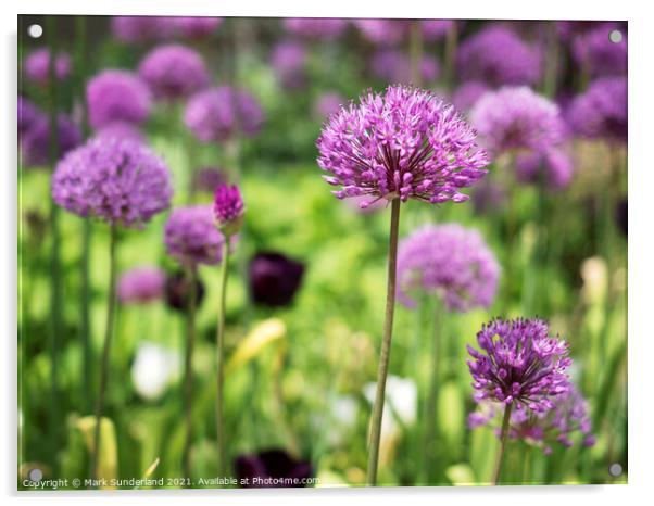 Alliums in The Peace Gardens in Sheffield Acrylic by Mark Sunderland