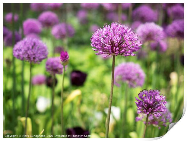 Alliums in The Peace Gardens in Sheffield Print by Mark Sunderland
