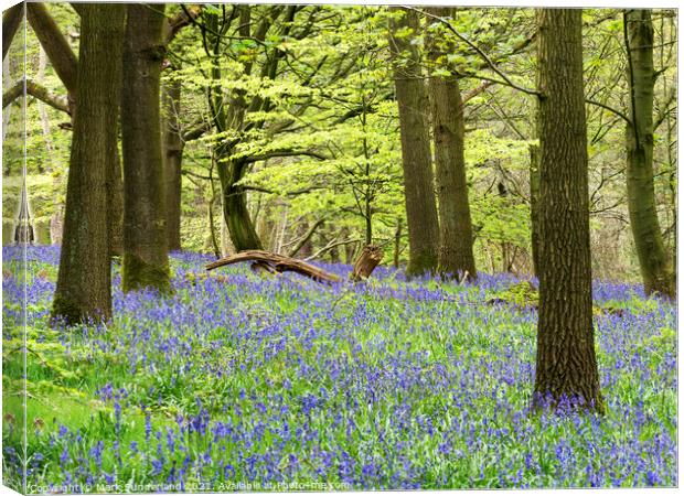 Bluebells in Hollybank Wood near Ripley Canvas Print by Mark Sunderland