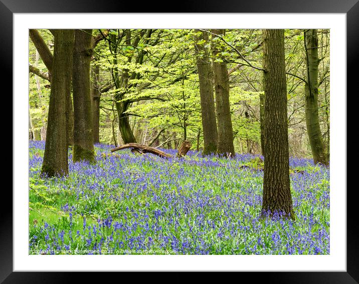 Bluebells in Hollybank Wood near Ripley Framed Mounted Print by Mark Sunderland