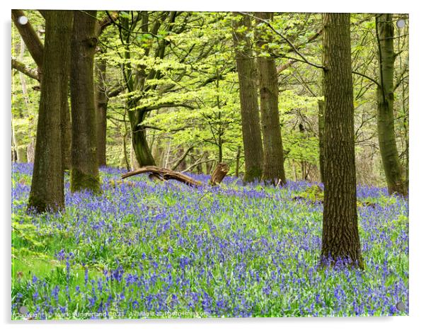 Bluebells in Hollybank Wood near Ripley Acrylic by Mark Sunderland