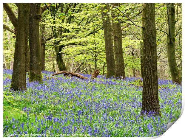 Bluebells in Hollybank Wood near Ripley Print by Mark Sunderland