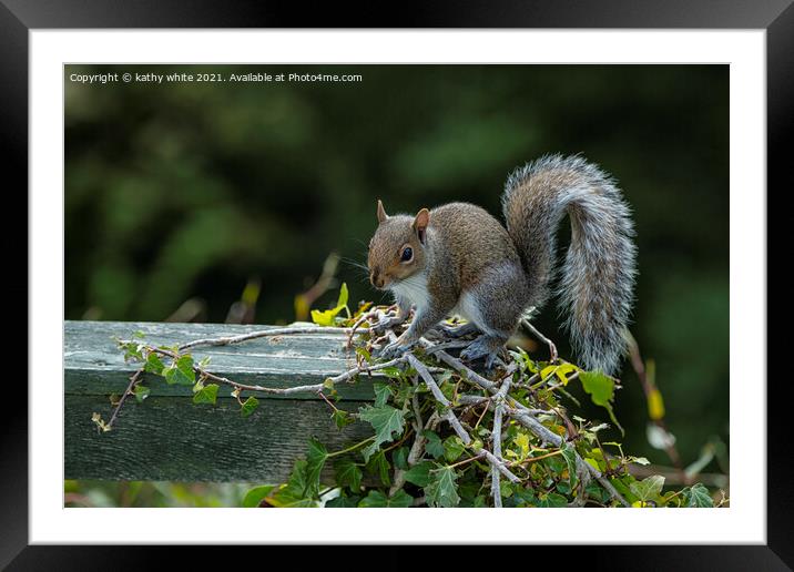 Grey Squirrel on my garden fence Framed Mounted Print by kathy white
