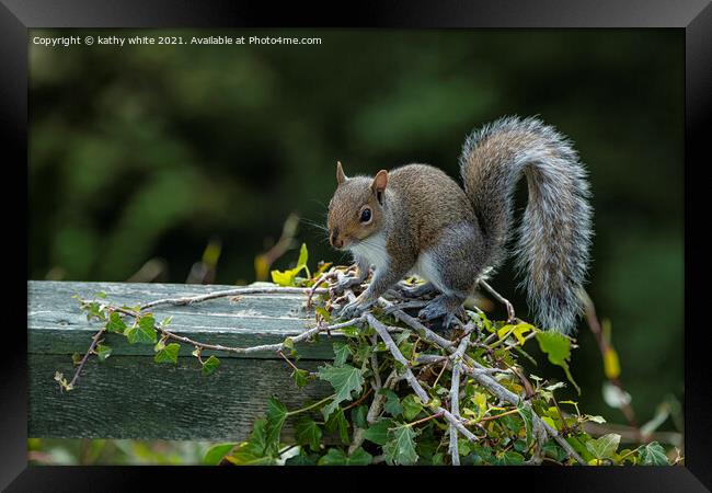 Grey Squirrel on my garden fence Framed Print by kathy white