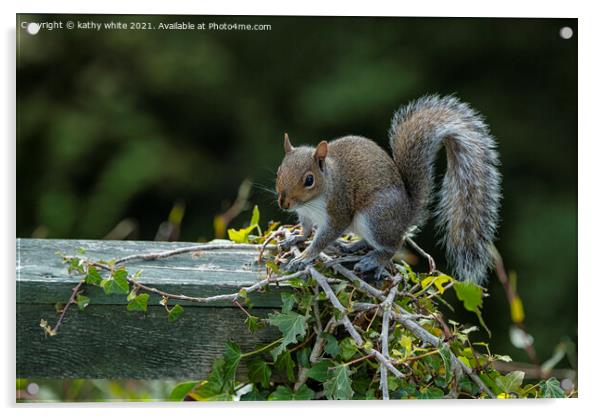Grey Squirrel on my garden fence Acrylic by kathy white