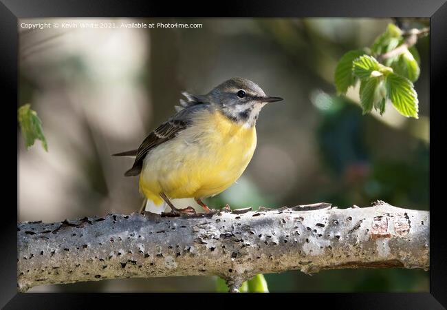 Grey Wagtail resting on branch Framed Print by Kevin White