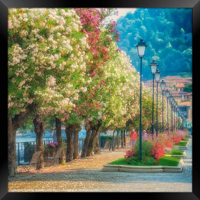 Blossom in Bellagio Framed Print by Philip Baines